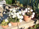 DSC09165