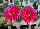 DSC09189