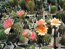 DSC09193