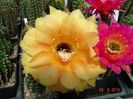 DSC09202