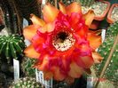 DSC09206