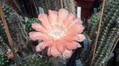 IMG_20150705_110614_863