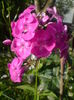 DSC00660