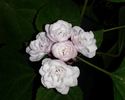 Clerodendrum philippinum