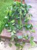 hoya hfungii