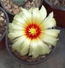 Astrophytum senile 1