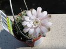 Gymnocalycium
