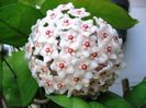 Hoya fungii