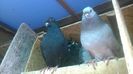 WP_20150709_037