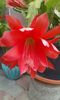 Epiphyllum rosu