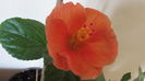 Viky Orange