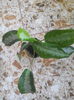 Aglaonema