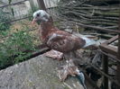 metis gusat