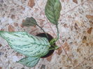 Aglaonema