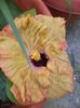 DSC04475