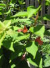 Picture My plants 4379