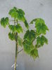 Picture My plants 4352