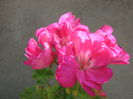 Picture My plants 4355