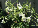 Picture My plants 4359