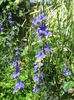 Picture My plants 4360