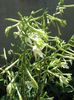 Picture My plants 4362
