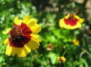 Picture My plants 4364