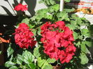 Picture My plants 4365
