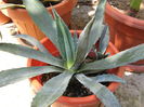 Picture My plants 4367