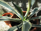 Picture My plants 4368