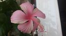 Dainty Pink