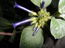 iochroma cyaneum