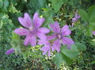 DSCN8265
