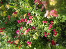DSCN8275