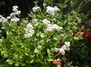 DSCN8276