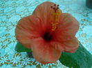 DSCN8281