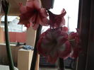 DSCF0909