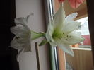 DSCF0927