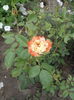 IMG_20150714_103733