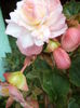 DSC04485