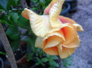 SAM_7461