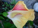 SAM_7462
