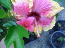 SAM_7496