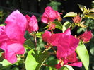 Picture My plants 4398