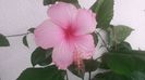 Dainty Pink