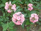 Brigadier sau Sweet summer dream
