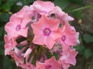 Brigadier sau Sweet summer dream