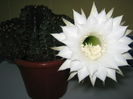 Picture My plants 4416