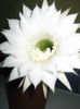 Picture My plants 4421
