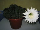 Picture My plants 4424