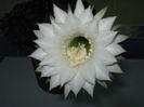 Picture My plants 4431